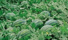 盐山网红吃瓜群微信,揭秘网络红人的幕后故事